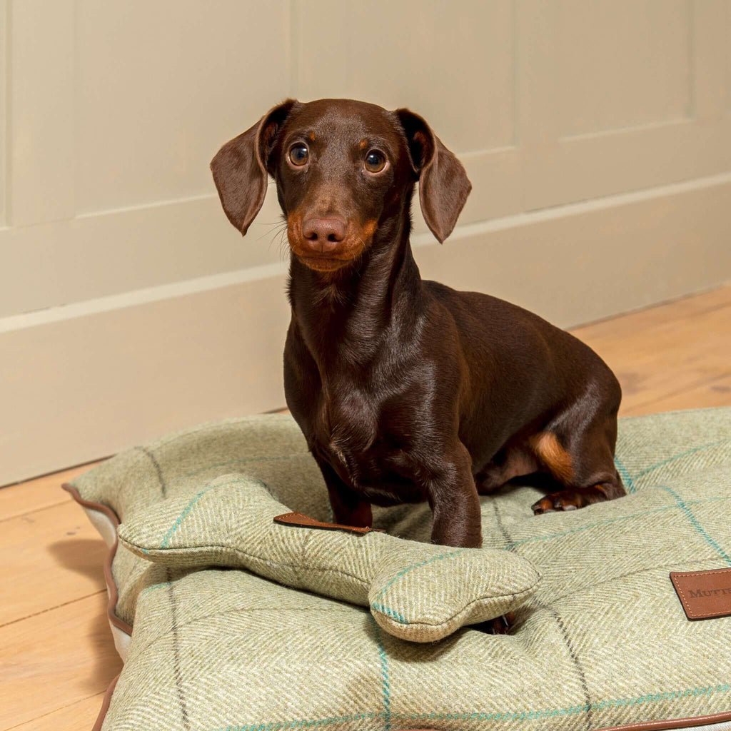 Willow Check Tweed Squeaky Bone Dog Toy