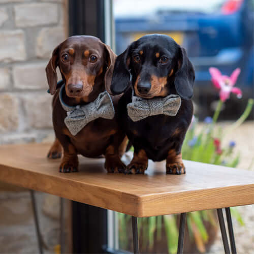 Stoneham Tweed Dog Bow Tie
