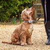 Charcoal Stripe Dog Bow Tie