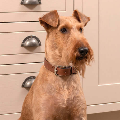 Tan Full Leather Dog Collar