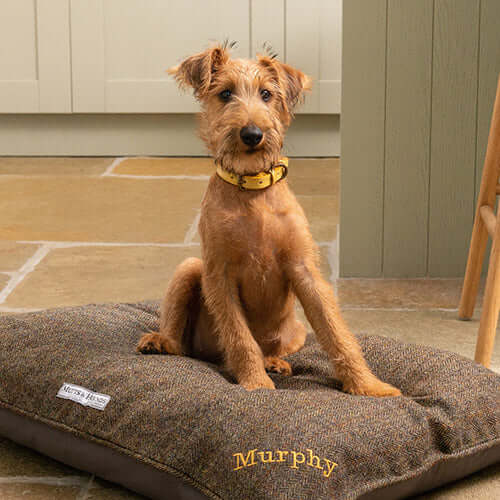 Mustard Leather Dog Collar
