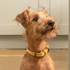 Mustard Leather Dog Collar