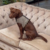 Grey Tweed Soft Dog Harness with Olive Pom Poms