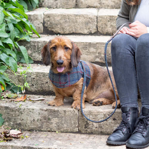 Tytherton Tweed Soft Dog Harness