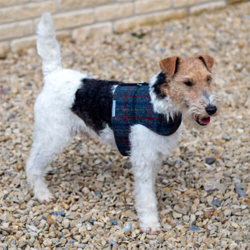 Tytherton Tweed Soft Dog Harness