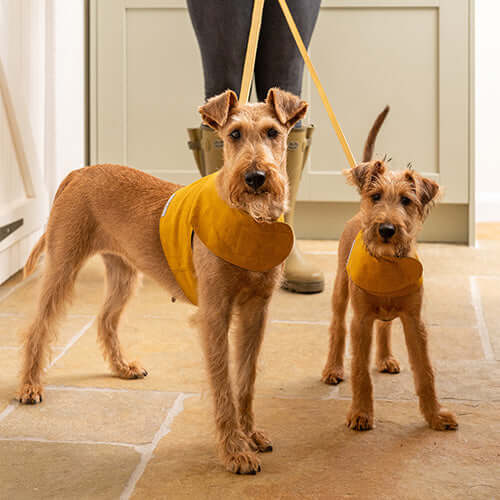Mustard Wax Dog Harness