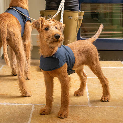 Navy Wax Dog Harness
