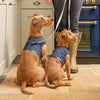Navy Wax Dog Harness