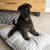 Flint Stripe Brushed Cotton Pillow Dog Bed