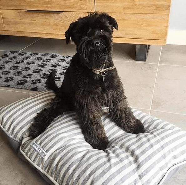 Flint Stripe Brushed Cotton Pillow Dog Bed