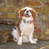 Macaroon Check Tweed Dog Bow Tie